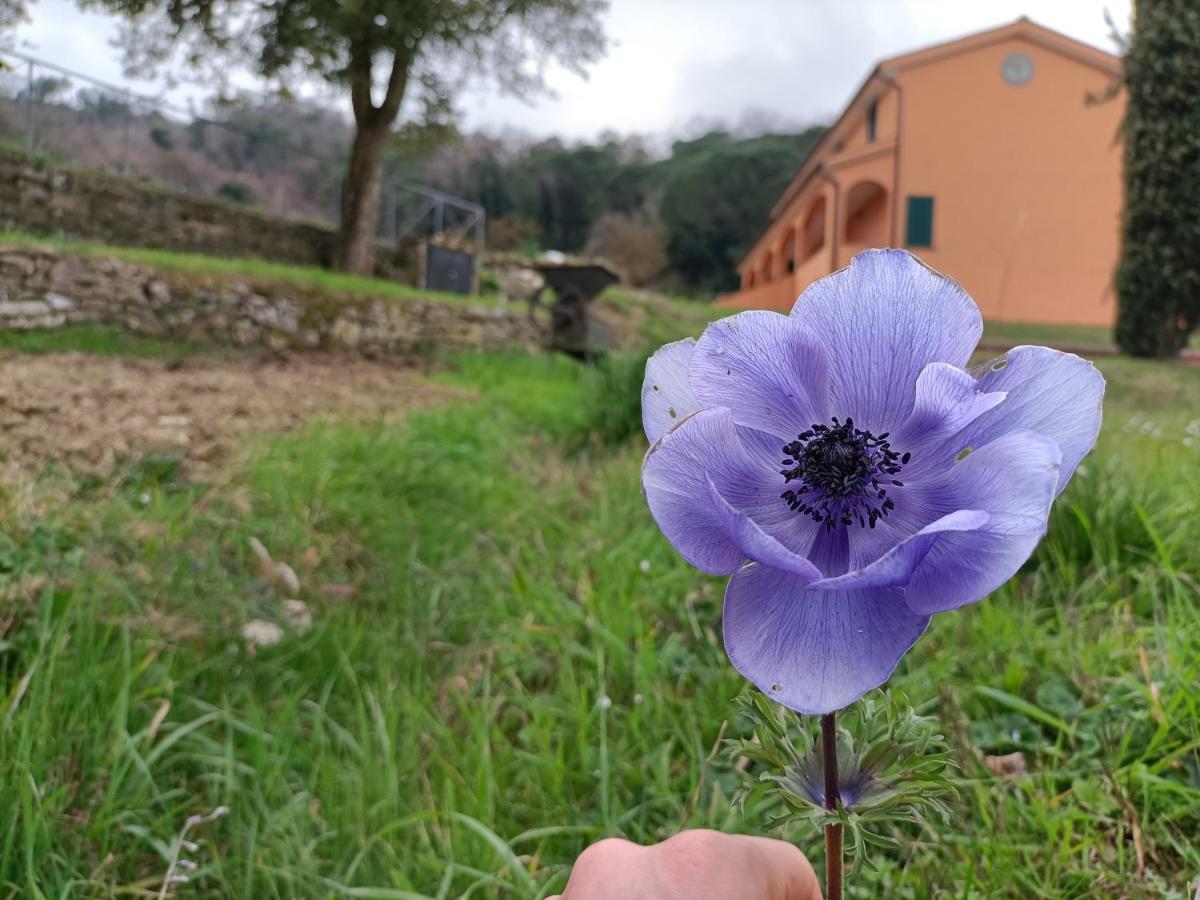 B&B Agriturismo Regno Di Toscana Collesalvetti Bagian luar foto